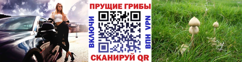 Псилоцибиновые грибы мухоморы  Купить закладки  Голицыно 